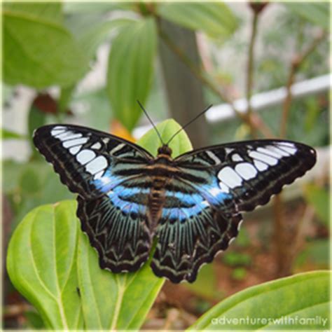 Cameron highlands butterfly farm & general tradin, 43rd miles, kea farm, 39100 brinchang, tel: Cameron Highlands Butterfly Farm - Adventures with Family