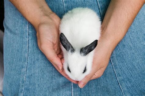 Why Does My Rabbit Lick Me? 15 Vet-Reviewed Reasons | Pet Keen