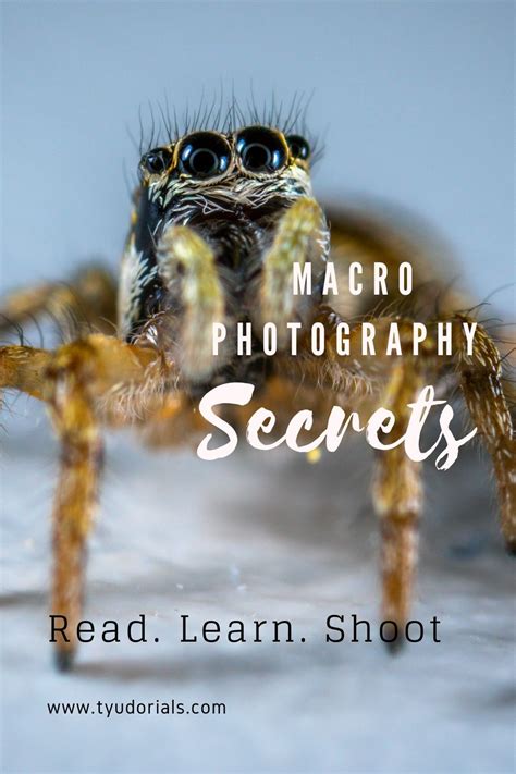 10 Easy Macro Photography Tips For A Better Result Tyudorials Macro