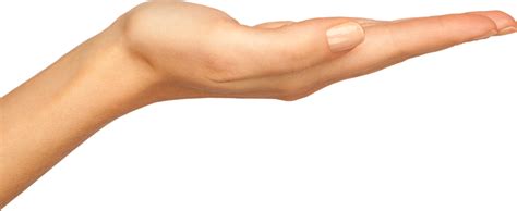 Hands Png Hand Image Free Transparent Image Download Size 891x366px
