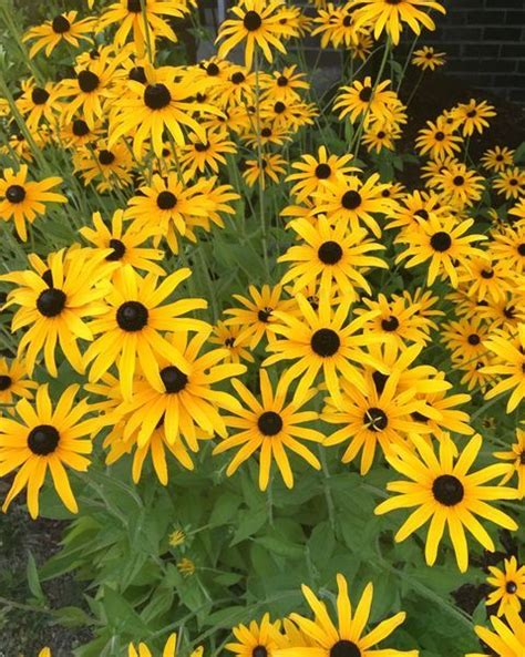 25 Different Types Of Daisies To Plant In Your Garden This Spring