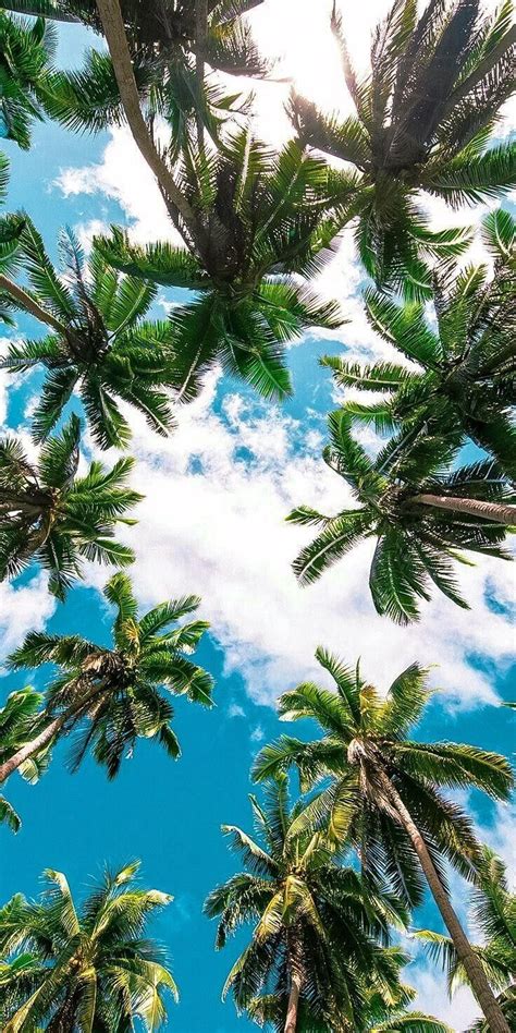 Pin By Skye On Me Palm Trees Wallpaper Tree Wallpaper Iphone
