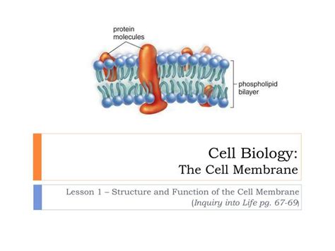 Ppt Cell Biology The Cell Membrane Powerpoint Presentation Free