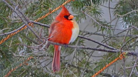 Rare Bird Half Male Half Female Cardinal Snapped In Pennsylvania