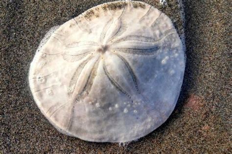 Sand Dollar Found Off Florida Coast Could Be Worlds Largest News Break