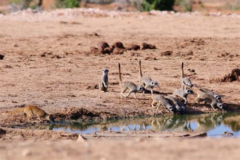 Image Waterhole Meerkats And Mongoose Meerkats Wiki Fandom