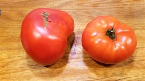 Tomato Super Beefsteak Seeds Certified Organic Garden Hoard