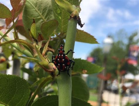 Spotted Lanternfly Faqs Tomlinson Bomberger