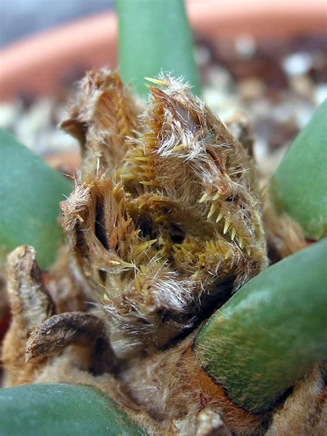 Wisdom teeth are molars, your toughest, widest teeth that grind food. E.Horridus new flush. Looks like a mutant with teeth!