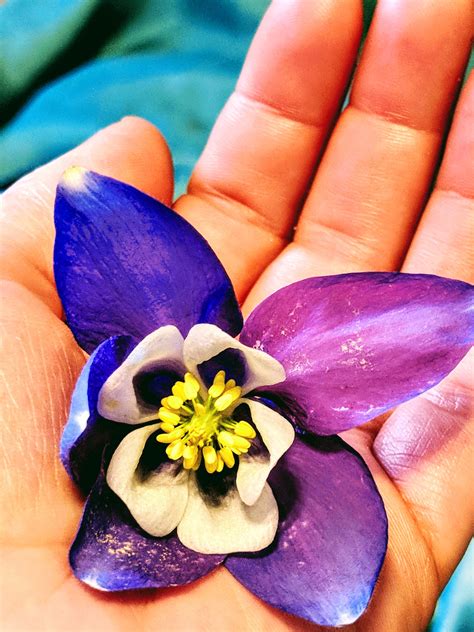 Free Images Petal Flower Purple Hand Flowering Plant Spring