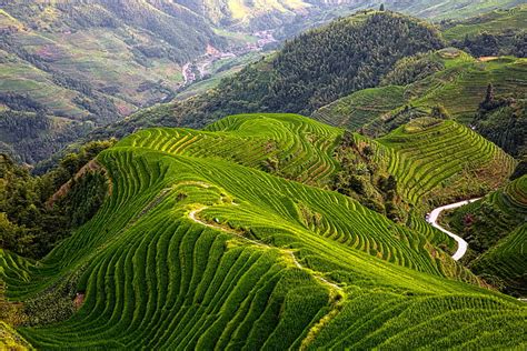 Hd Wallpaper Mountains House Slope China Tea Plantation Guangxi