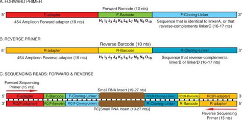 That means our hypothetical forward primer would be atga. Design of forward and reverse primers. The synthesized ...