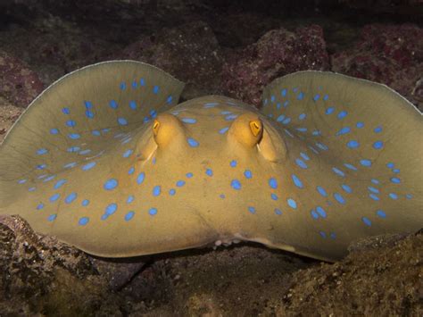We did not find results for: Bluespotted Ribbontail-ray | Smithsonian Photo Contest ...
