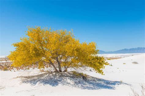 Tularosa Basin White Sands National Monument New Mexico Photo By