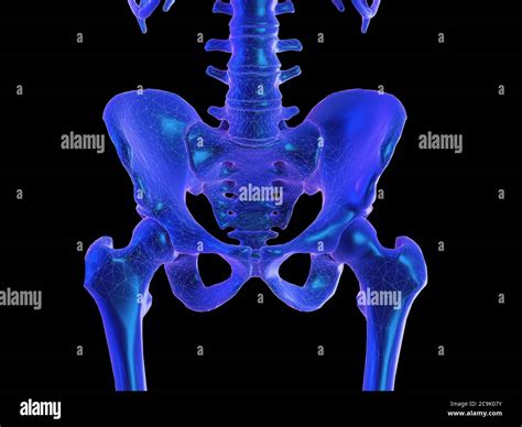 Skeletal Hip Illustration Stock Photo Alamy