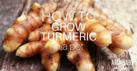 Turmeric Is A Plant Grown For Its Root Much Like Ginger And Here S