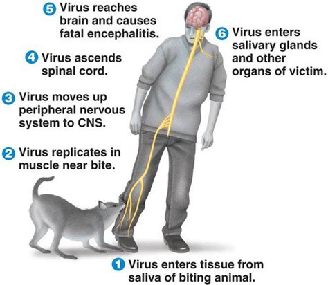 Treat any wounds caused by potentially rabid animals. How Long Between Dog Bite And Rabies / Dog Bites & Rabies ...