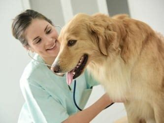 In addition to spaying and neutering, we provide vaccinations for rabies. Value Vet - Where affordable pet care is our passion