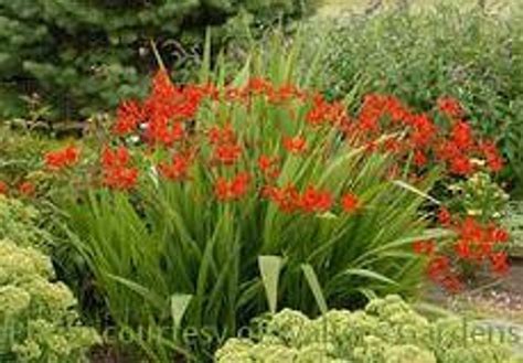 Crocosmia Lucifer Perennial Plant Sale Bloomin Designs Nursery