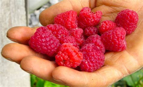 Caroline Red Raspberry 2-Plant Bundle | Peaceful Heritage Nursery