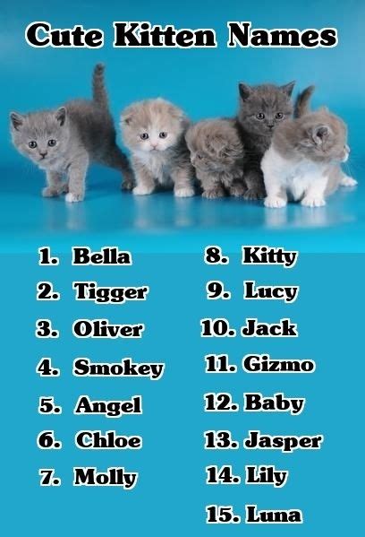 If Youre Looking For Cute Kitten Names Heres A List Of Cute Kitten Names Kittens Cats Name