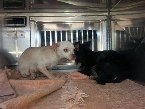 Click the small x to the right of a group's name and shelter # to report an error. Puppy Mill Dogs Rescued in Ohio (Photos) | Rescue dogs ...
