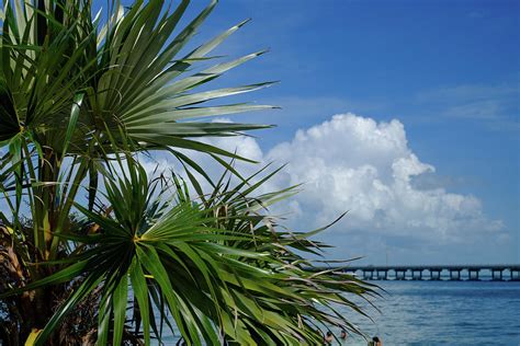 Palm Trees And A1a Florida Keys Photograph By Jorge Moro