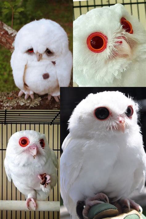 Albino Screech Owl Aves