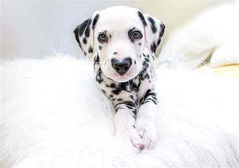 Dalmatian puppies for sale from ankc registered breeders located in australia. He's cute and he nose it! Adorable dalmatian puppy has ...