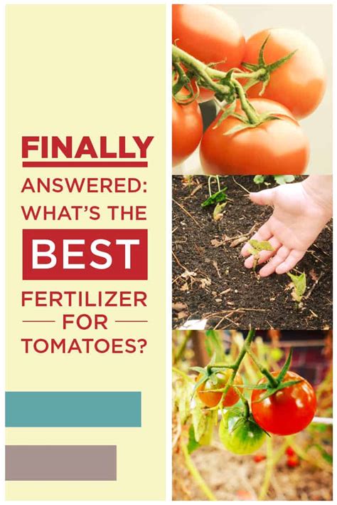 Picking The Best Fertilizer For Tomatoes Properly Rooted