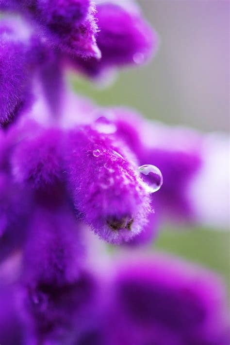 Purple Petaled Flower With Dew Drop Close Up Photography · Free Stock Photo