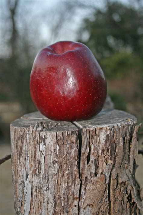Red Apple On A Post Free Stock Photo Public Domain Pictures