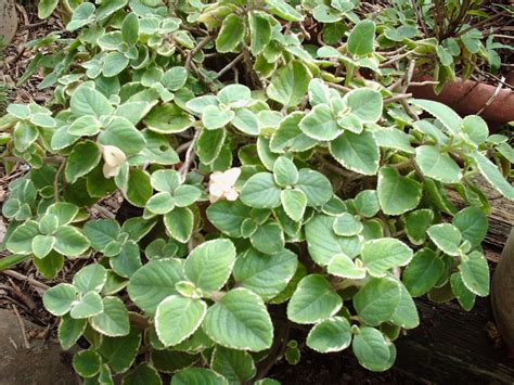 It's also known as mexican oregano, soup mint, spanish thyme, indian borage, and tagalog, suganda. Garden Notes from Hawaii: CUBAN OREGANO (Plectranthus ...