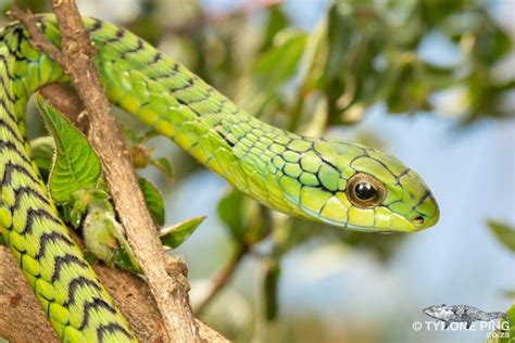 Common Boomslang Dispholidus Typus Viridis In 2022 Snake Weird