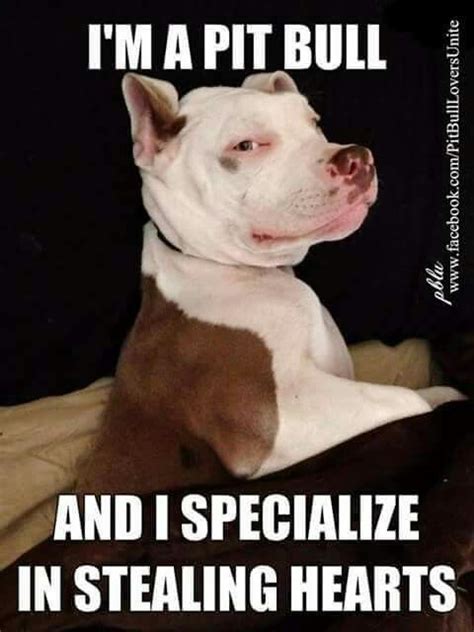 Truethief Of Hearts Pitbulls Nanny Dog Pitbull Terrier