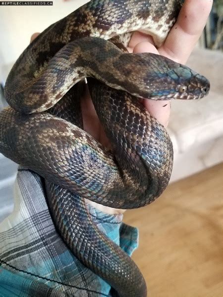 Reptile Classifieds Spotted Python