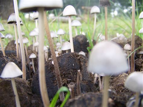 Identifying Texas Mushrooms Mushroom Hunting And Identification