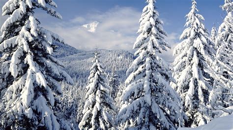 Snow Covered Trees In The Mountains Under A Blue Sky