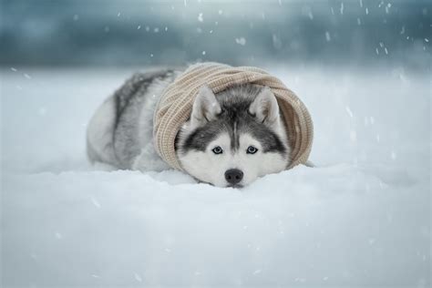 Husky Laying In The Snow With A Scarf On