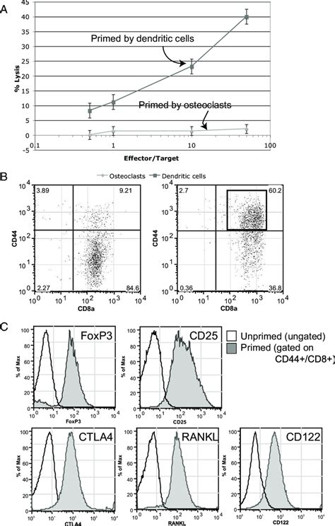 Phenotype Of Osteoclast Primed CD8 T Cells A CD8 T Cells Primed By