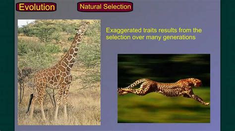 How does the process of natural selection work? Evolution Part 2A: Natural Selection-Evolution of ...