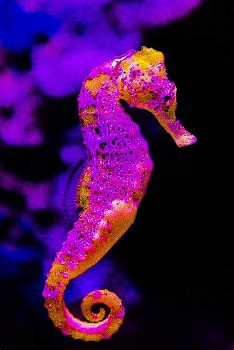 These animals swim by undulating the sides of their body. Pin on Caballitos de Mar