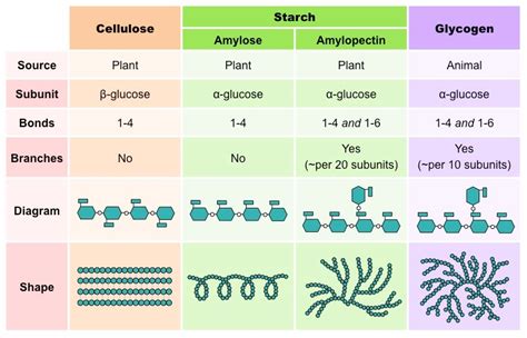 Polysaccharides from cell walls make up the fiber humans eat, while monosaccharides provide the sweetness in foods. Polysaccharide Analysis - Creative Proteomics