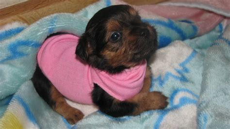 Current with puppy shots, dewormed, and vet checked. Teacup Yorkiepoo Puppy at 5 weeks | At PocketSizedPuppies ...