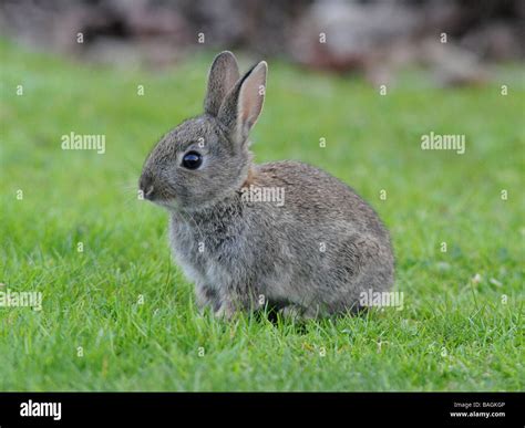 A Small Wild Grey Baby Rabbit Stock Photo Alamy