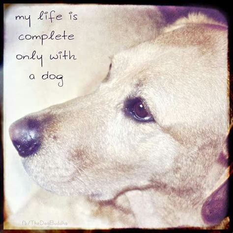 Pin By Mily On I Love My Dog ♥♥ Quotes Puppy Quotes Dogs Dog Love