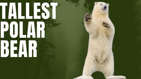 Discovering The Tallest Polar Bear Youtube