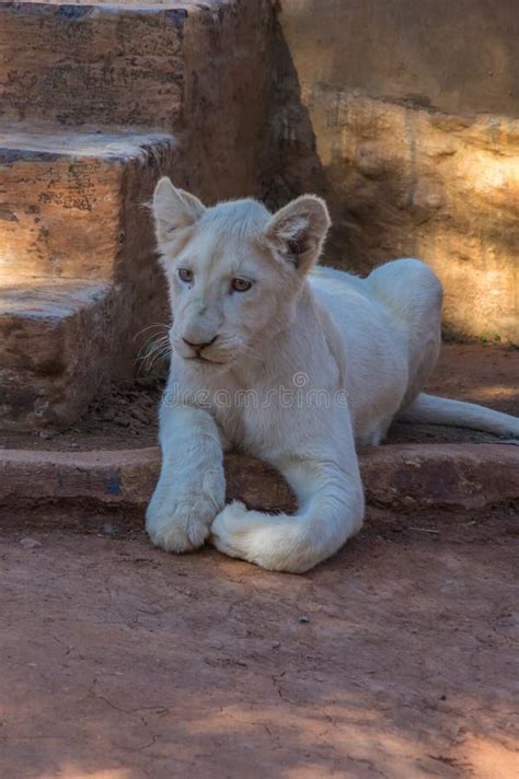 White Lion Cub Stock Image Image Of Dark Portrait Mouth 72388431