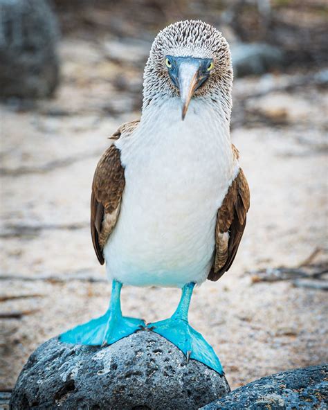 Blue Footed Booby In The Galapagos Islands Ecuador Etsy Uk