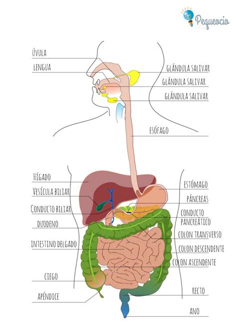 Diagram Of The Human Digestive System Poster Zazzle Artofit